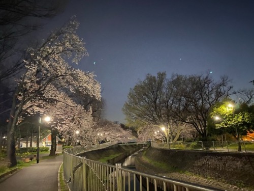 shoku-and-awe:Went for a (social distancing) run last night and checked out the sakura. It did me a 