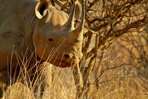 wapiti3:Black Rhinoceros (Diceros bicornis)Arno Meintjes photos