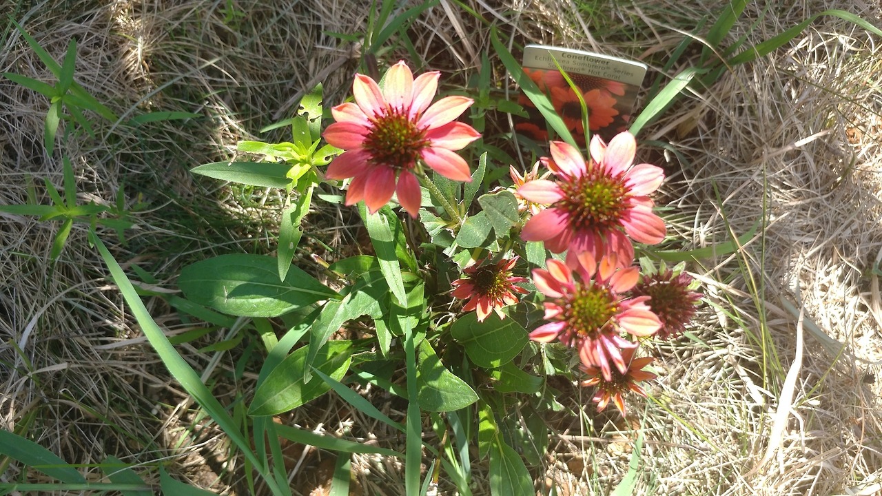 Coneflower at my in laws house.