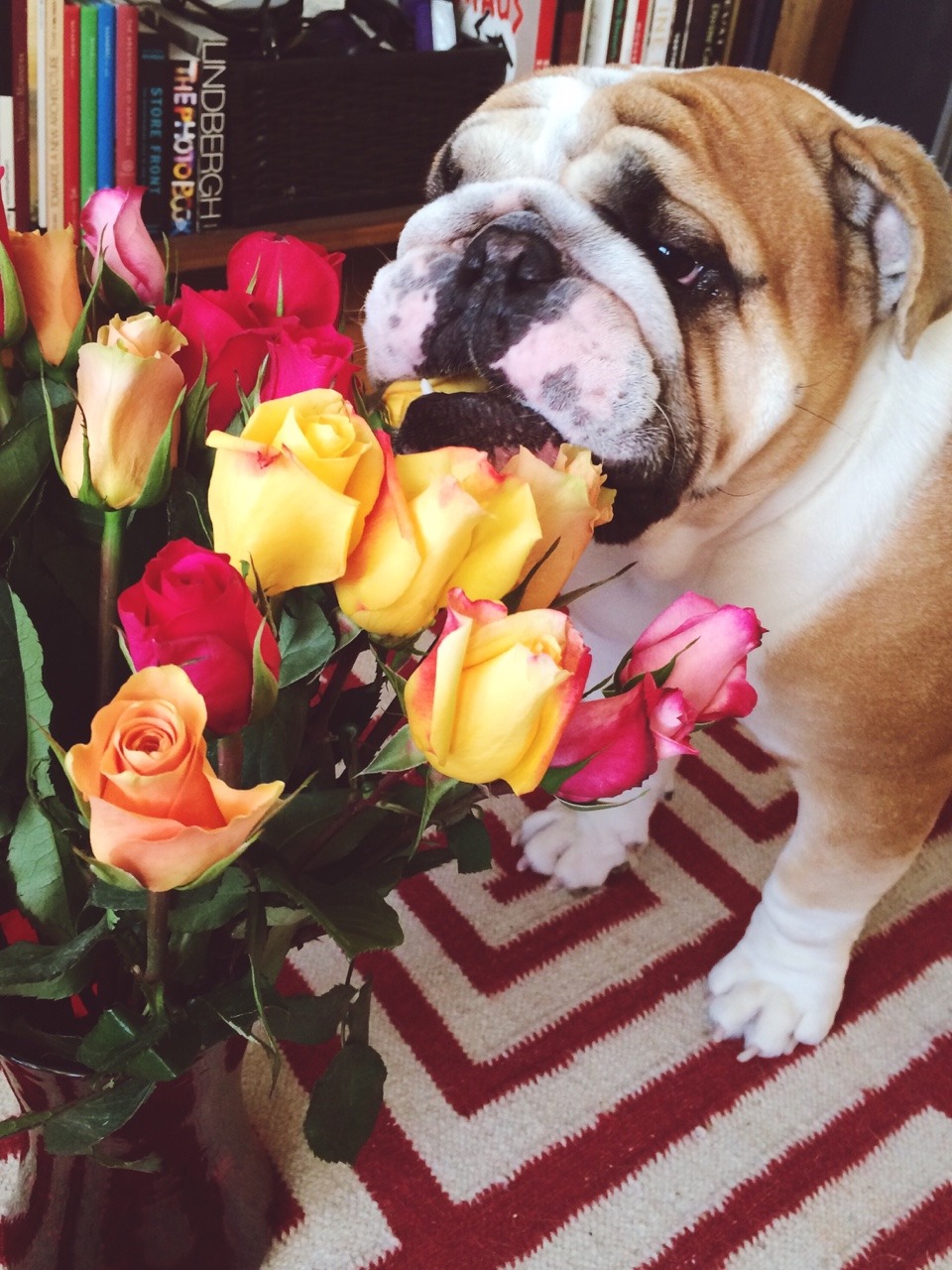 English Bulldog Love