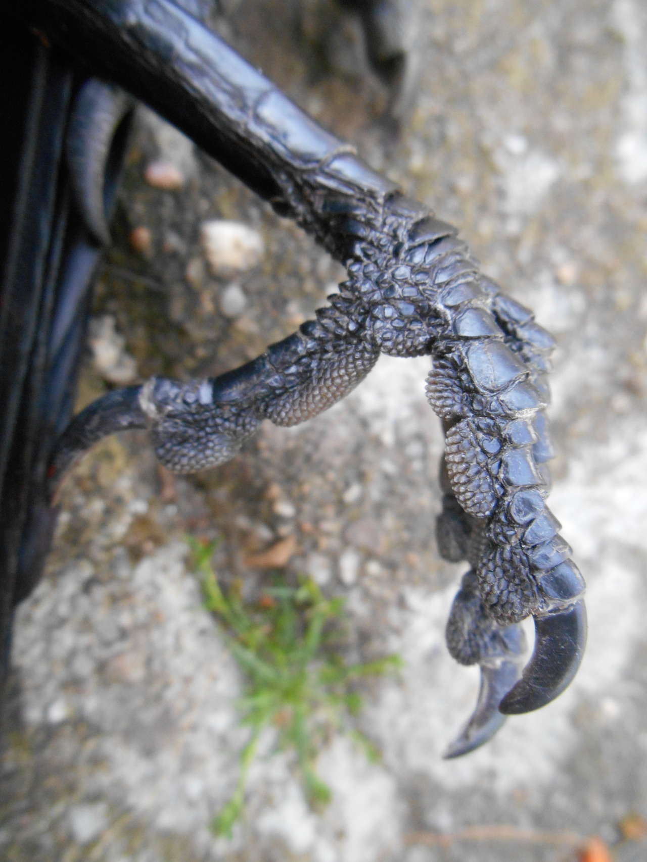 artofmaquenda:  There were some people interested in more views of the jackdaw legs,