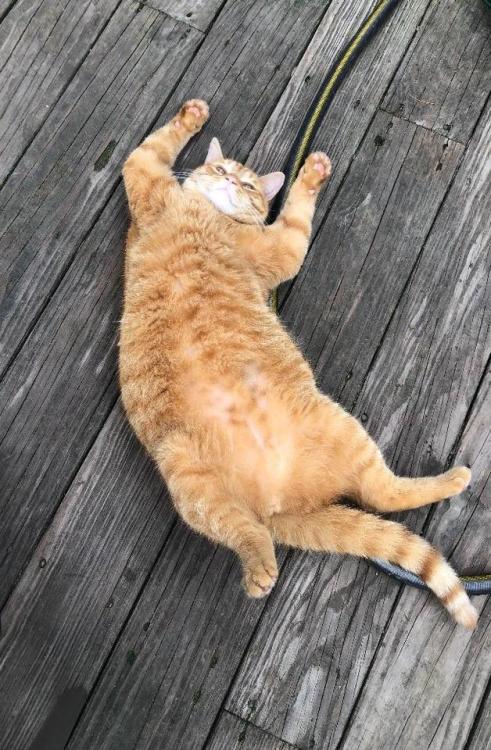 catsonweb:Big Boyby patemersonh. What you think about?