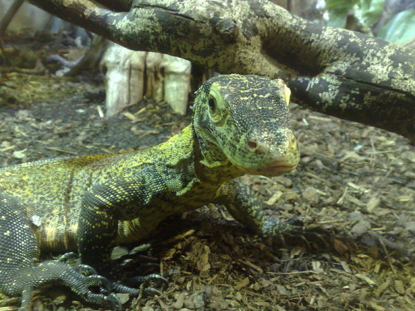 Reptile World