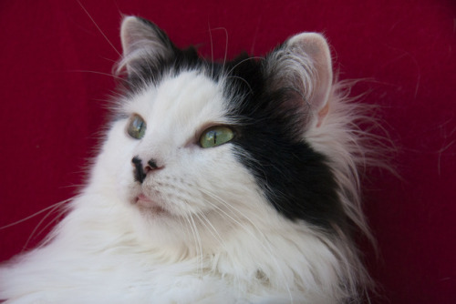 theoreocat:Black and white and red all over