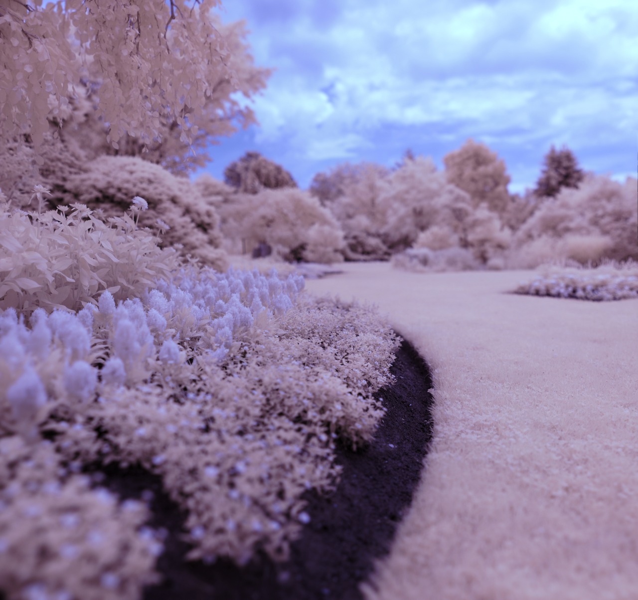 niekawhoa:  [1] [2] [3] i love infrared photography look how cute and dreamy it is