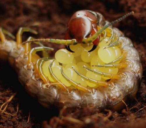 ratvette:  A centipede holding its eggs. Strange how the urge to protect our own is ubiquitous on our planet. I wonder if such feels transcend the planet or if Earth is just a special place. 