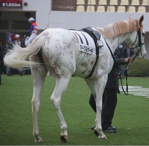 all-the-horses:Marble CakeKing Kamehameha x ShirayukihimeThoroughbred, MareBorn 2011This racehorse w