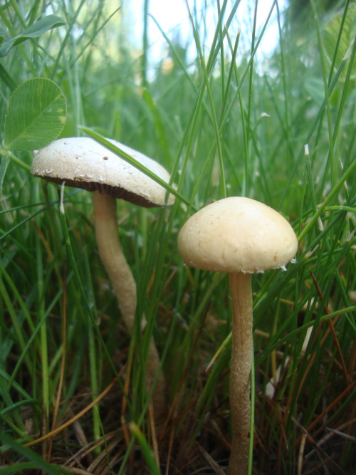 vanessabat: Mushrooms on my aunt’s lawn.