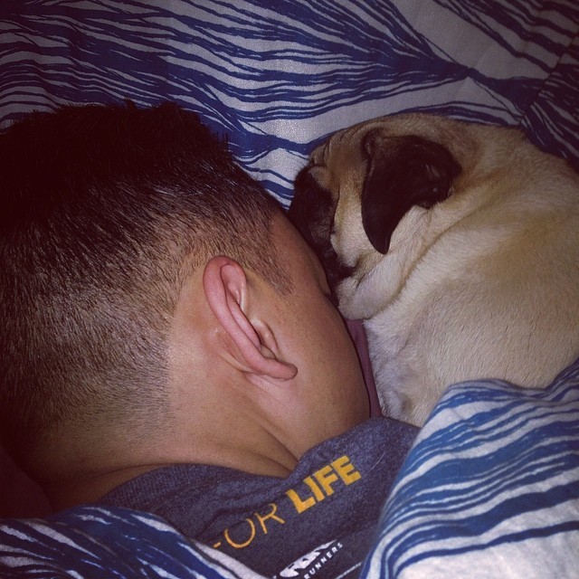 It’s been real hard to get up in the morning lately cuzzzz… #morningz #puglife #pug #sleepin #louisthepug