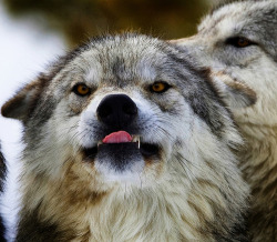 wolveswolves:  Derp wolves 