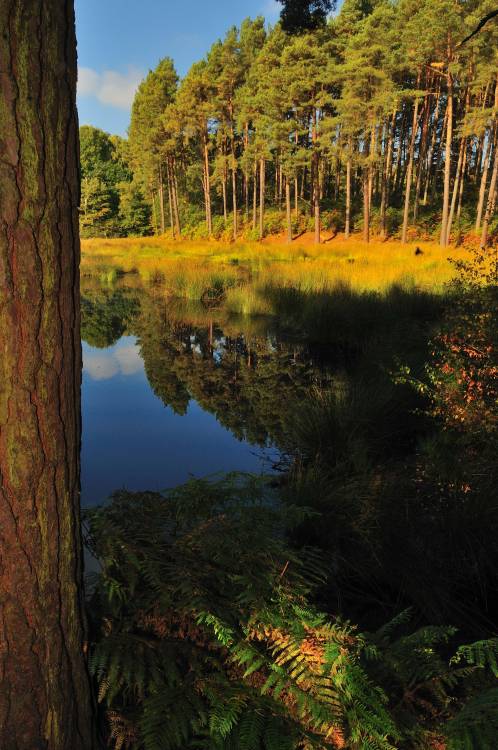 Overlooking A Mere In Delamere Forest.‘Meres’ are ponds, or lakes, created at the end of the last Ic