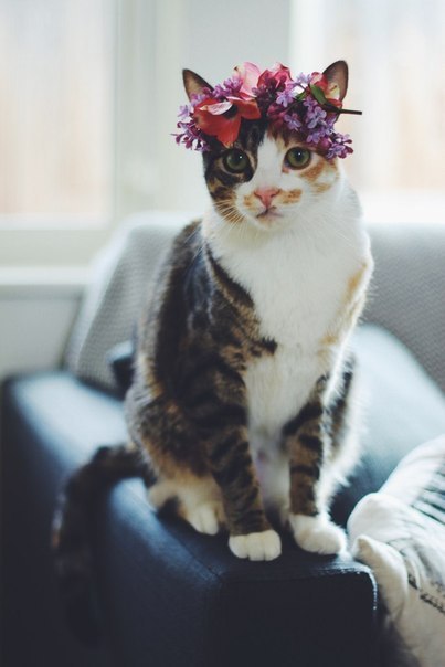 darkness-is-enclosing-my-mind:  Sweet Dreams sur We Heart It. 
