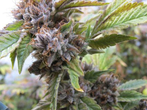 goodmarijuana:Absolutely beautiful medical marijuana plant. HD Weed