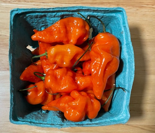 Kids I Am Obsessed With These Peppers