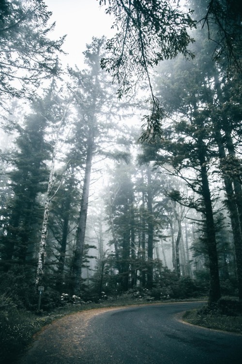 hannahkemp:Foggy Forest DrivesPrints//Instagram