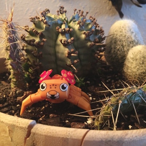 Lego Paras found a home in my roommate’s cacti. • • • #lego #pokemon #paras #pokémon #afterlight #ca
