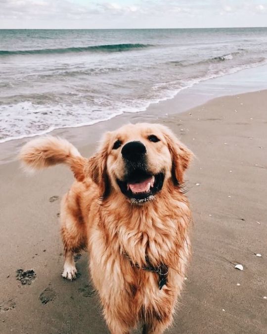 Golden Retrievers appreciation post 😍🌼🐕