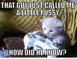 legendofnes:  Kitten playing Call of Duty