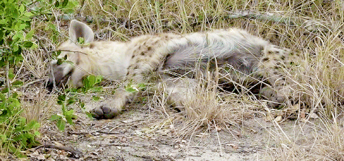 secretsofthezoo:Hyenas taking a nap 