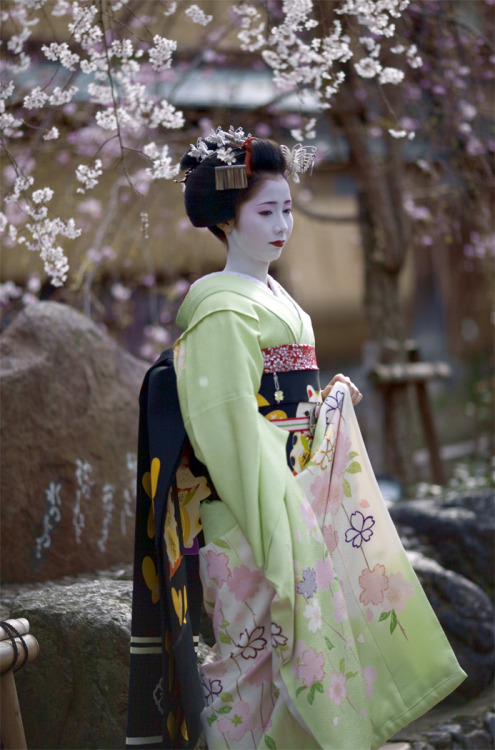 furisode-shoujo: This spring coordinate owned by Ninben okiya (Gion Kobu) is for senior maiko, and 