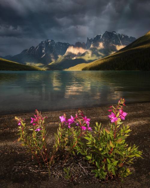 paulzizkaphoto: Looking at the mountains today you’d be forgiven for thinking summer and wildflower 