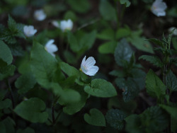 90377:  Wood sorrel flowers by Bushman.K on Flickr.