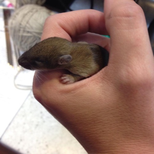 fatbottompurls:So someone found this little guy in the parking lot at work and I don’t know wh