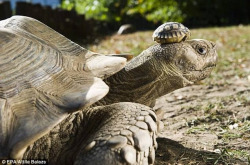 Stunningpicture:  140 Year Old Mom With Her 5 Day Old Son