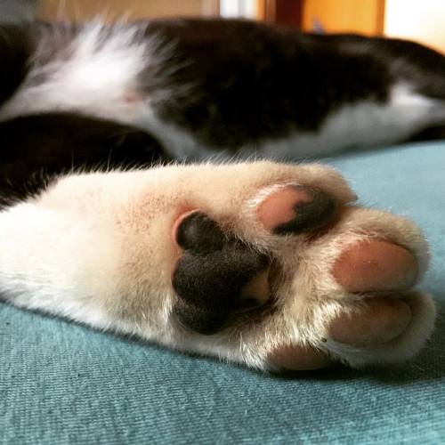 #paws #gato #gatos #catsofinstagram #cat #cats #gatti #gatto #neko #tuxedo #tuxedocat #tuxedocats #s