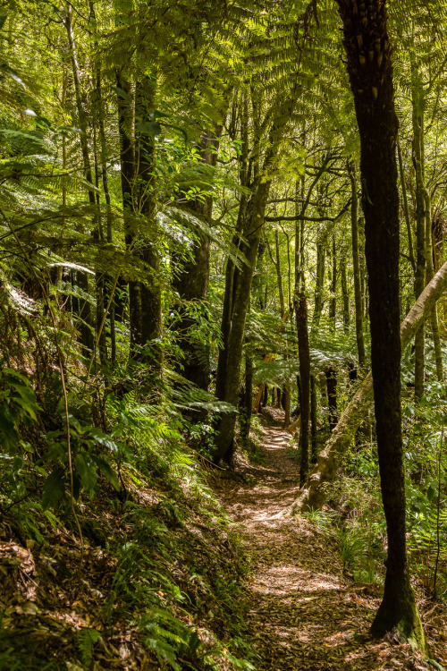 breathtakingdestinations:Pelorus Bridge Reserve - New Zealand (by Phil Norton)