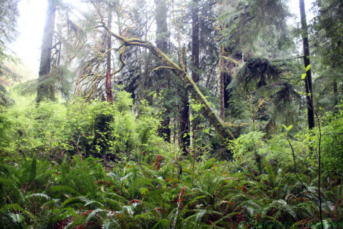 bright-witch:Redwood Creek in Spring Print Shop  50% of print shop proceeds will be donated to a cha