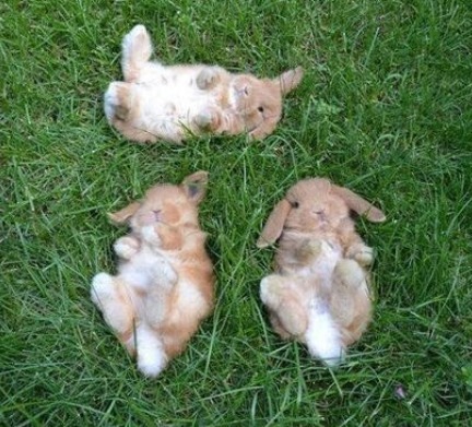 mahinabunny:  🌸Sweet Precious Bunnies🌸  🌸For Sweet & Crafty Bunny Finds .. Mini Paintings, Sock bunnies & more.. please visit: https://www.etsy.com/shop/MahinaBunnyCreations 🌸 Mahalo !!!🌸