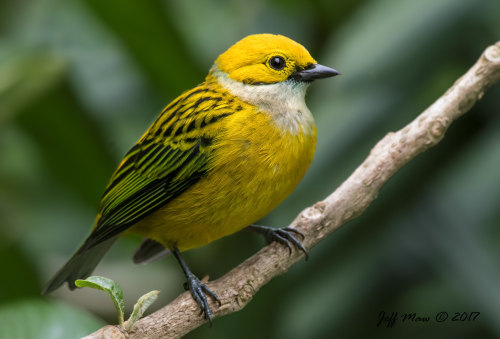 Silver-throated Tanager