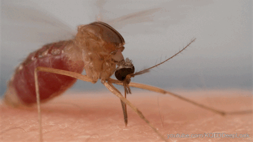 pbsdigitalstudios:Seen up close, the anatomy of a mosquito bite is terrifying. The most dangerous an