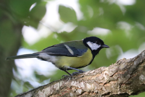 Great tit/talgoxe.