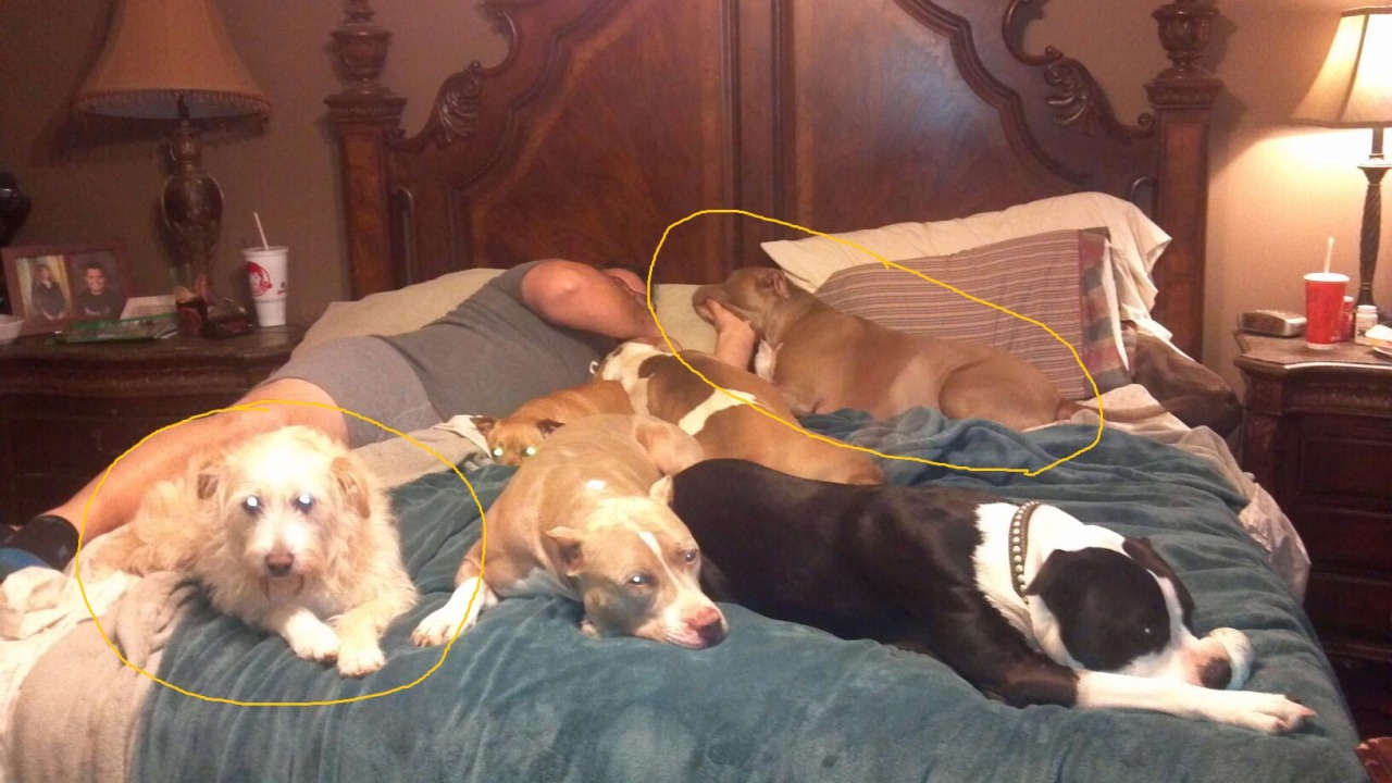 fightingforanimals:  witchnouveau:  HELP PLEASE My mom has five dogs, and has to