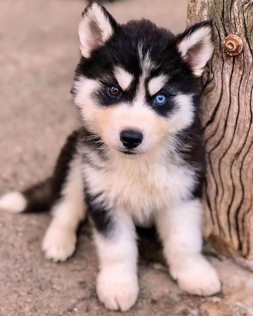 siberian husky