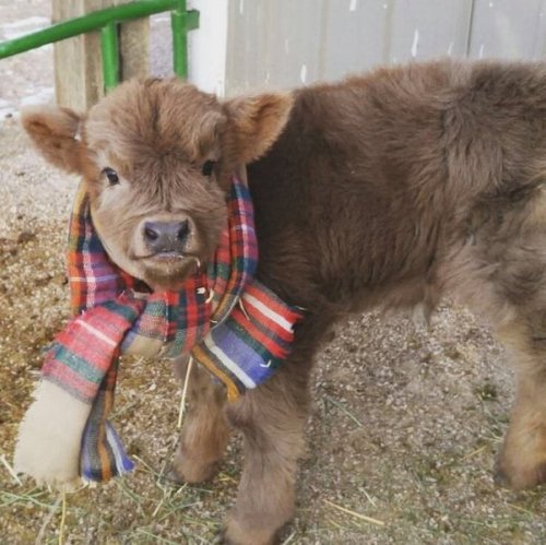 redscharlach:cuteness–overload:This adorable baby cow is getting bundled up for the winter.Source: h