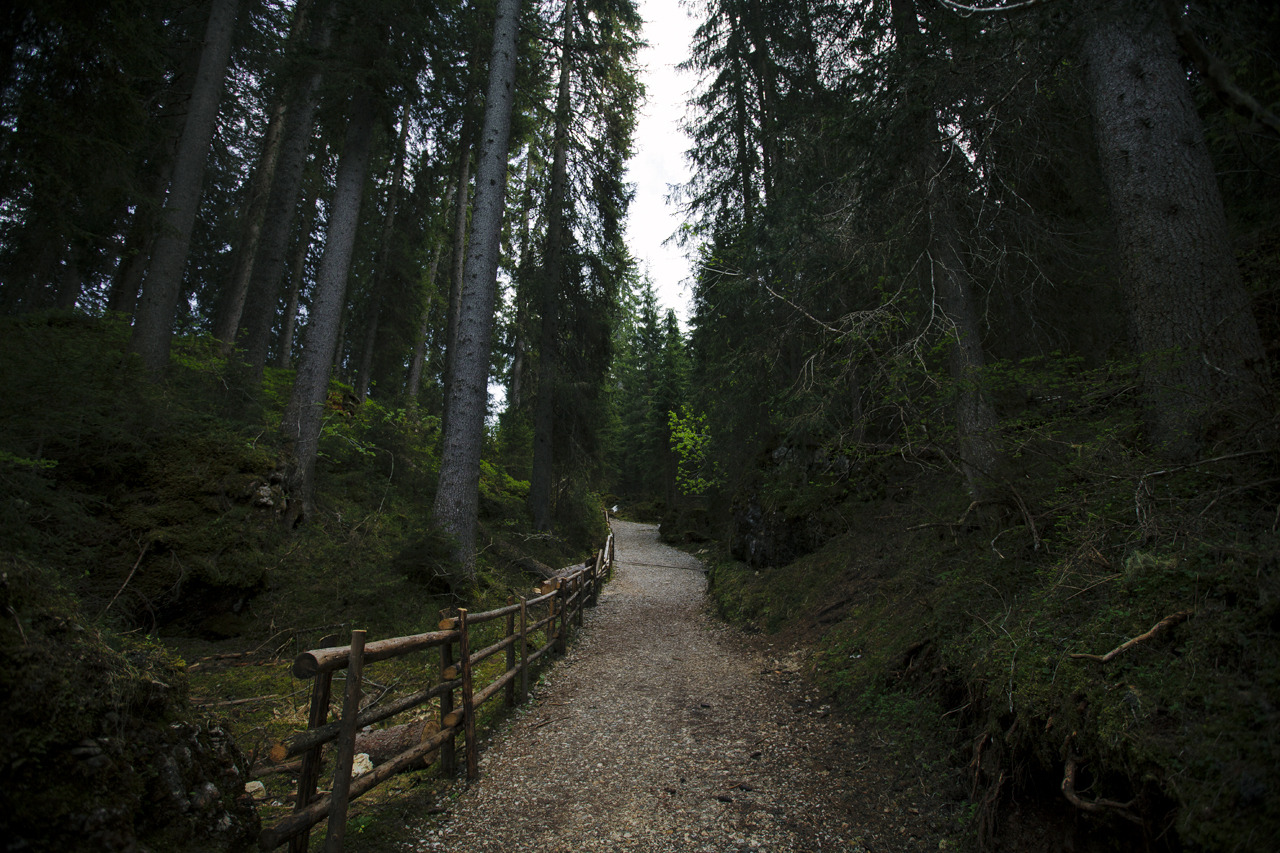 elenamorelli:  { surrounded by nature } 