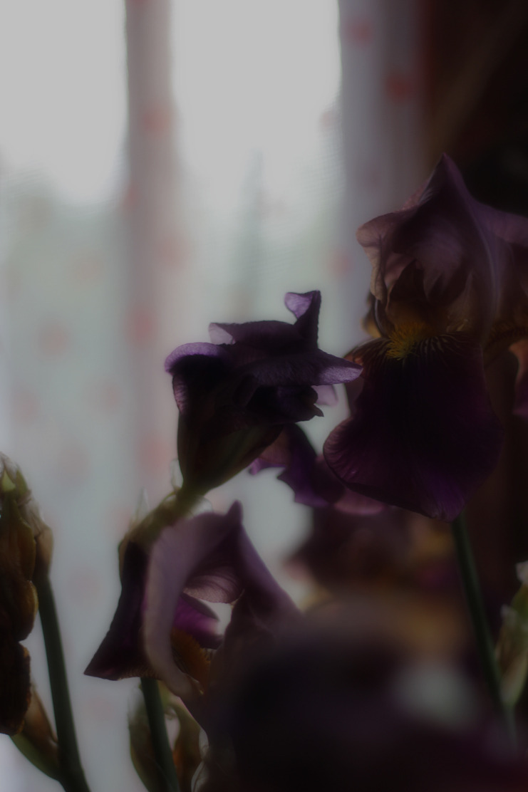 nataliemirina:  Memories about june… 