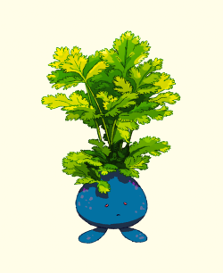 danieljpermutt: Little odd chap, with coriander for leaves.