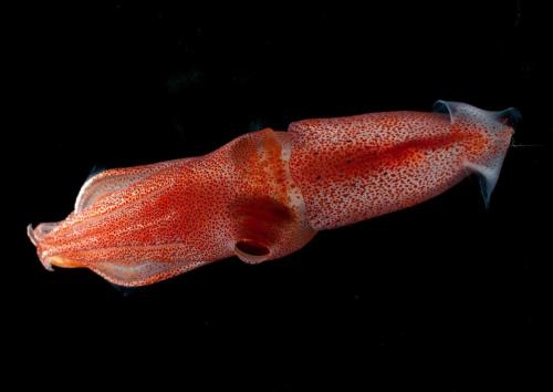 Histioteuthis Heteropsis (H. Heteropsis), Also Known As The Strawberry Squid Or Jewel Squid, Is A Species