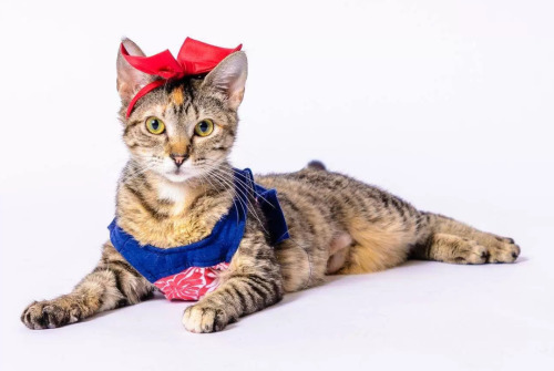 Patriotic Pets of the Animal Rescue League - Iowa(via whotv.com)www.arl-iowa.org/