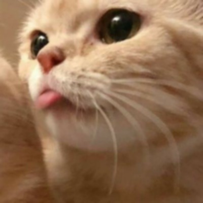 cute cat icons, tumblr