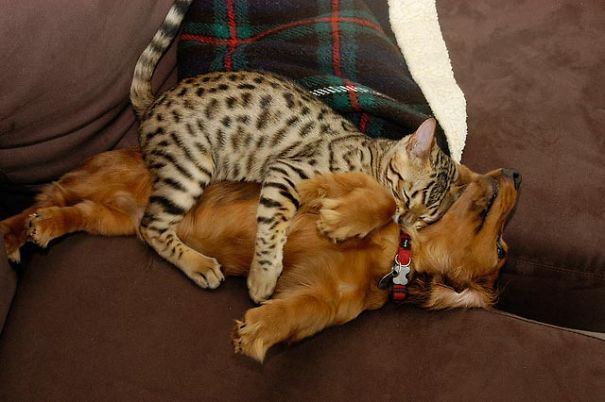 wwinterweb: Cats Using Dogs as Pillows (see 15 more)