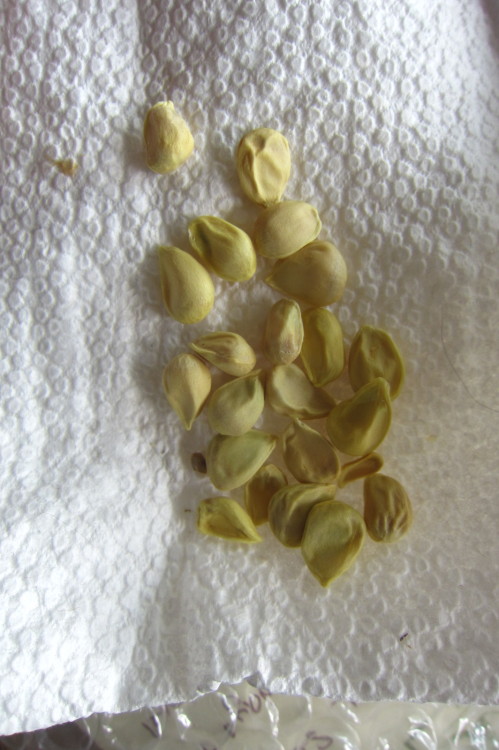 wencheswithcannons: plantyhamchuk: January 2016 - Yuzu seeds!!!!!!!!!!! Many thanks to @wencheswithc