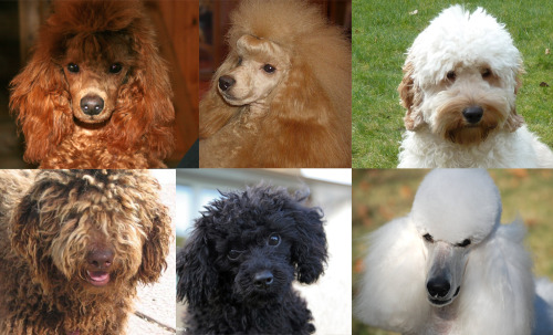 canisantiquus:  The Poodle Rainbow Sable black hairsover red, apricot, and cream bases Progressive l