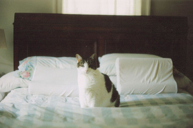 dancingbearrs:  untitled by aly chalk on Flickr. 