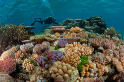 sixpenceee:  The Great Barrier Reef is one