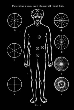 chaosophia218:  Mahatma W. Leadbeater - The Chakras, 1927.The chakras or force-centres are points of con­nection at which energy flows from one vehicle or body of a man to another. Anyone who possesses a slight degree of clairvoyance may easily see